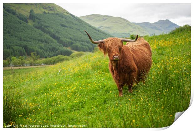 A Highland Cow in Field of Buttercups Scotland Print by Iain Gordon