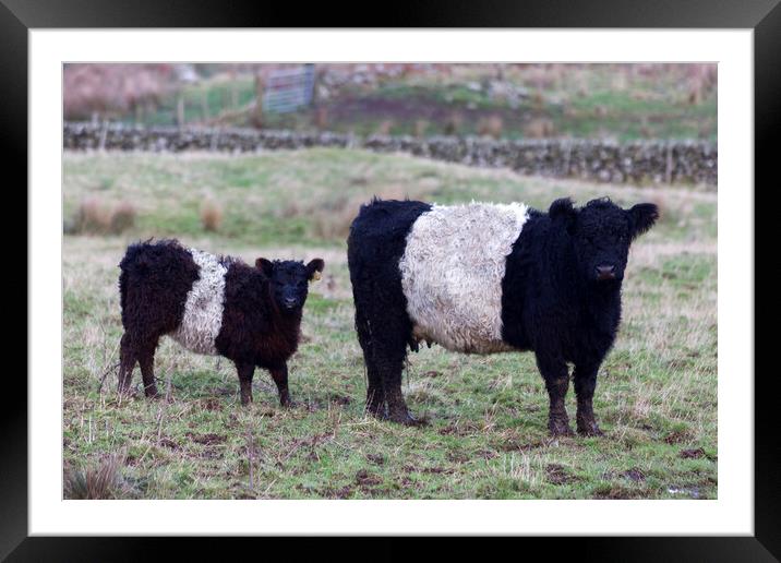 Belted Galloway Cow and Calf Framed Mounted Print by Derek Beattie