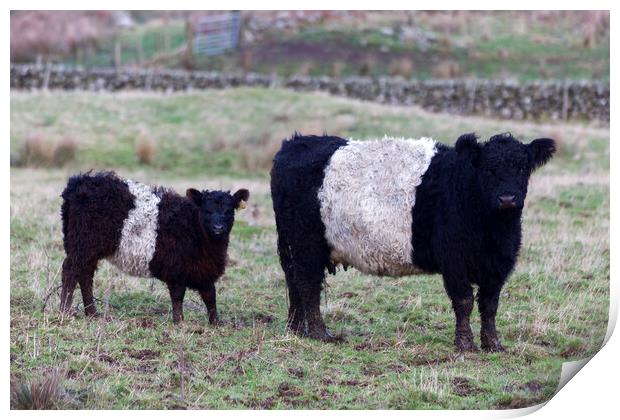 Belted Galloway Cow and Calf Print by Derek Beattie