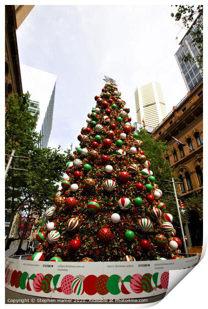 Christmas Tree Sydney Print by Stephen Hamer