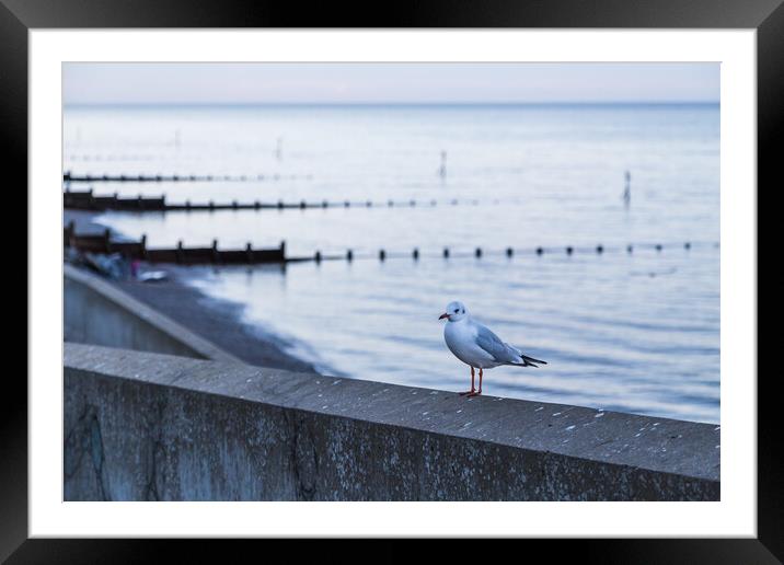 Sea gull stood on the sea wall of Sheringham Framed Mounted Print by Jason Wells
