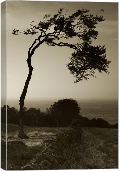 Windswept Tree Canvas Print by Wayne Molyneux