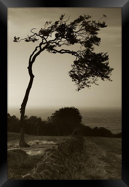 Windswept Tree Framed Print by Wayne Molyneux