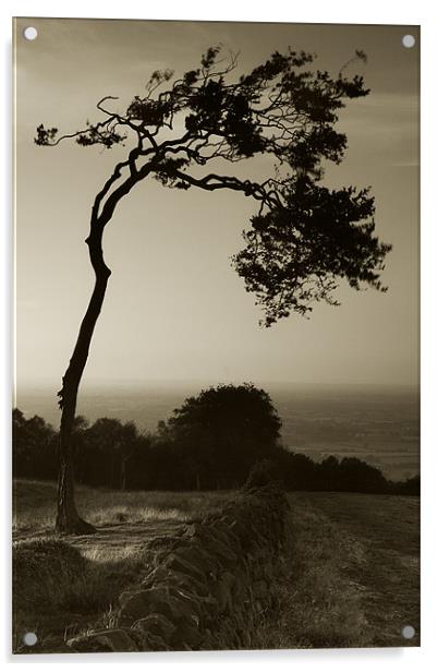 Windswept Tree Acrylic by Wayne Molyneux