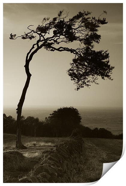 Windswept Tree Print by Wayne Molyneux