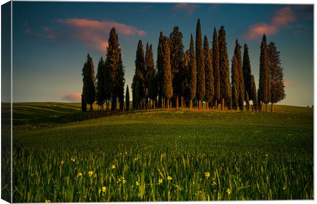 Tuscan Cypress Trees Canvas Print by Chris Lord