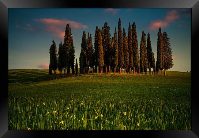 Tuscan Cypress Trees Framed Print by Chris Lord