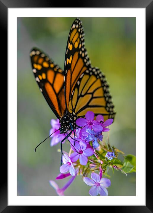 Monarch Butterfly At Work Framed Mounted Print by Chris Lord