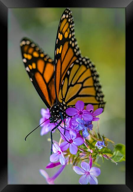 Monarch Butterfly At Work Framed Print by Chris Lord