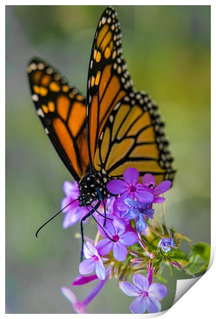 Monarch Butterfly At Work Print by Chris Lord