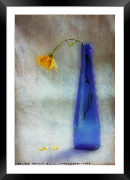 The Forgotten Flower Framed Mounted Print by Peter Lovatt  LRPS