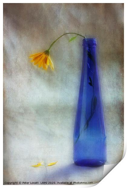 The Forgotten Flower Print by Peter Lovatt  LRPS