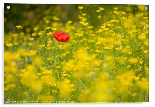 Red Poppy flower Acrylic by Stephen Rennie