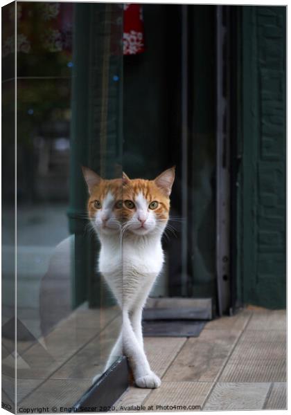 Two Colored Cat and Reflection Canvas Print by Engin Sezer