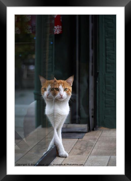 Two Colored Cat and Reflection Framed Mounted Print by Engin Sezer