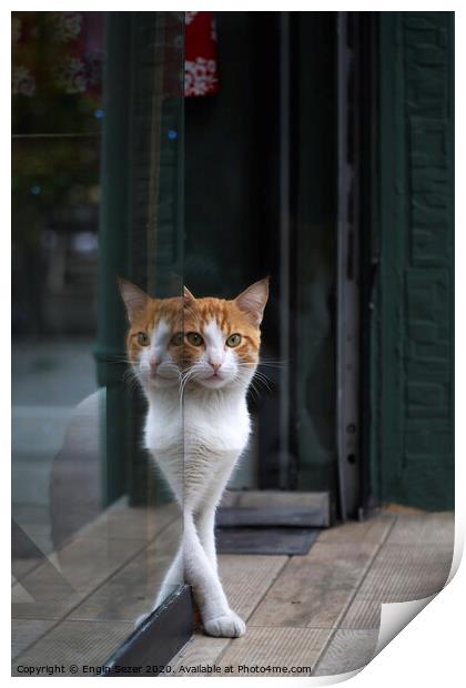 Two Colored Cat and Reflection Print by Engin Sezer