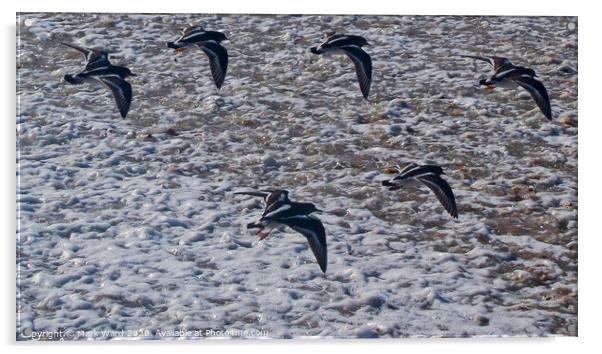 Seabirds in Flight Acrylic by Mark Ward