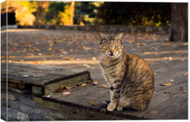 Tabby and orange colored cat is sitting on a wooden floor at a park Canvas Print by Engin Sezer
