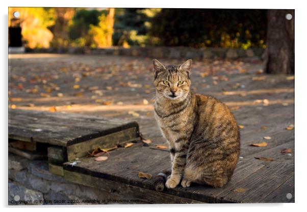 Tabby and orange colored cat is sitting on a wooden floor at a park Acrylic by Engin Sezer