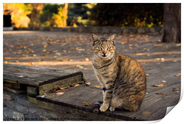 Tabby and orange colored cat is sitting on a wooden floor at a park Print by Engin Sezer