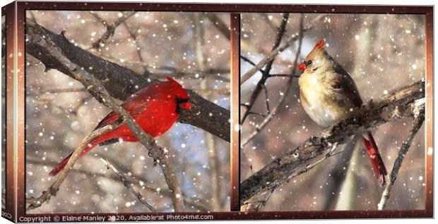 Mr and Mrs Cardinal Canvas Print by Elaine Manley