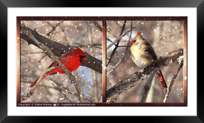 Mr and Mrs Cardinal Framed Mounted Print by Elaine Manley