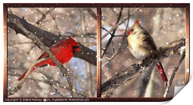 Mr and Mrs Cardinal Print by Elaine Manley