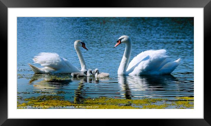 Proud Parents Framed Mounted Print by Elaine Manley