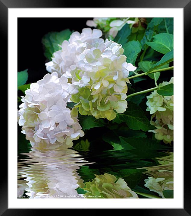 Snowball Hydrangea flower Framed Mounted Print by Elaine Manley