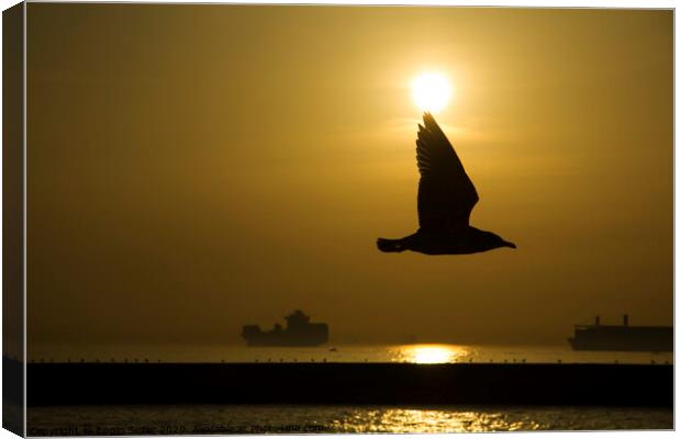 Seagull Silhouette in The Sunset at The Istanbul Canvas Print by Engin Sezer