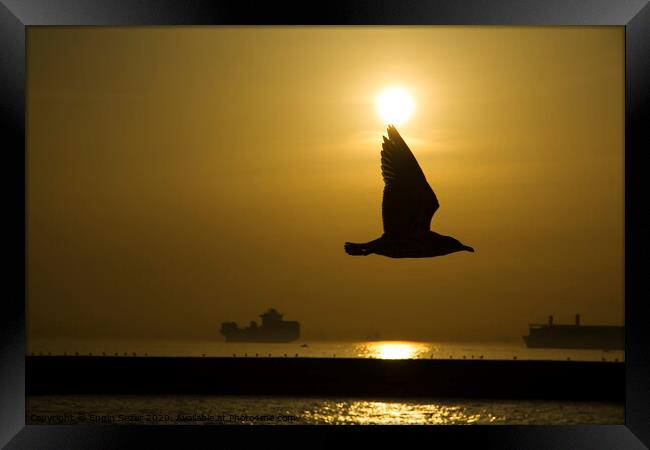 Seagull Silhouette in The Sunset at The Istanbul Framed Print by Engin Sezer