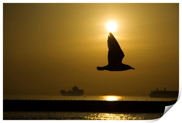 Seagull Silhouette in The Sunset at The Istanbul Print by Engin Sezer