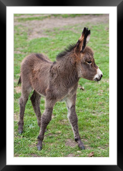 Cute Baby Donkey Framed Mounted Print by Dawn O'Connor