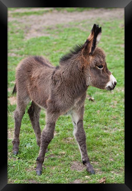 Cute Baby Donkey Framed Print by Dawn O'Connor