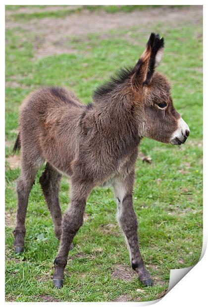 Cute Baby Donkey Print by Dawn O'Connor
