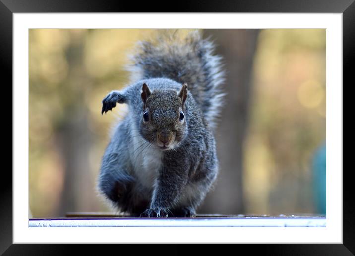 What are you looking at? I'm just a squirrel! Framed Mounted Print by Julie Tattersfield