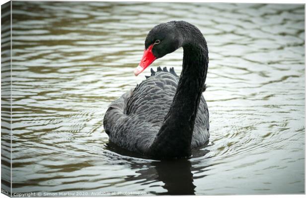 Majestic Black Swan on the Thames Canvas Print by Simon Marlow