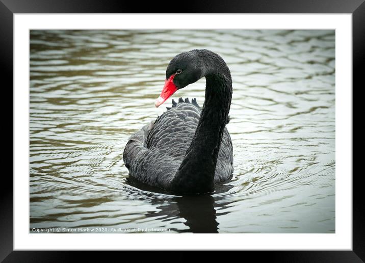 Majestic Black Swan on the Thames Framed Mounted Print by Simon Marlow