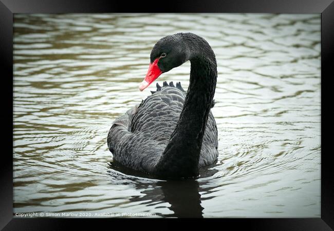 Majestic Black Swan on the Thames Framed Print by Simon Marlow