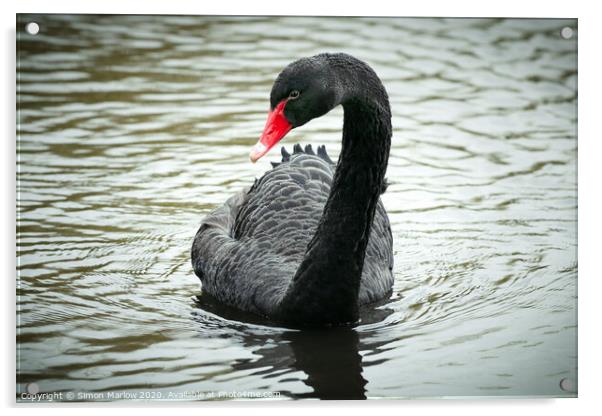 Majestic Black Swan on the Thames Acrylic by Simon Marlow
