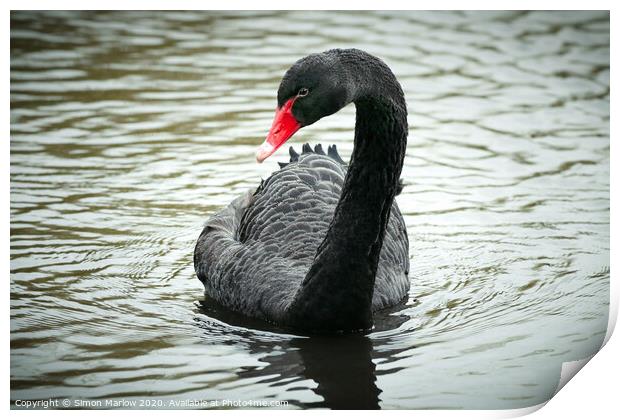 Majestic Black Swan on the Thames Print by Simon Marlow