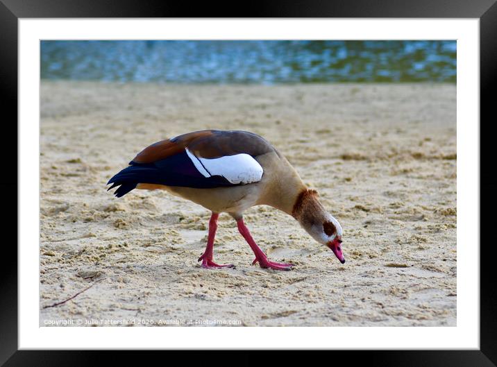 An Egyptian goose on a sandy beach Framed Mounted Print by Julie Tattersfield