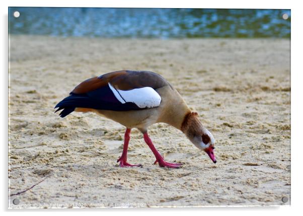 An Egyptian goose on a sandy beach Acrylic by Julie Tattersfield