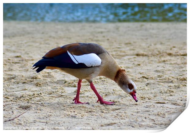 An Egyptian goose on a sandy beach Print by Julie Tattersfield