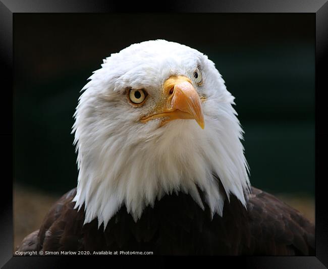 Majestic Sea Eagle The Hunter of the Sea Framed Print by Simon Marlow