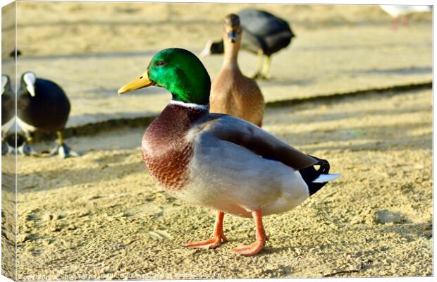Mallard duck standing out from the crowd Canvas Print by Julie Tattersfield