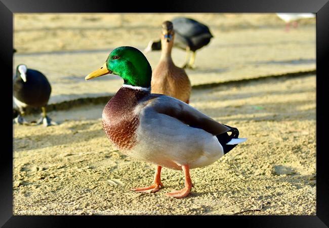 Mallard duck standing out from the crowd Framed Print by Julie Tattersfield