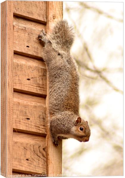 A Squirrel just chilling out! Canvas Print by Julie Tattersfield