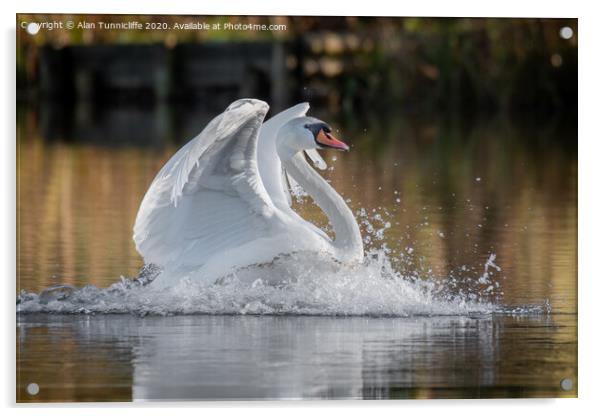 Swan landing Acrylic by Alan Tunnicliffe