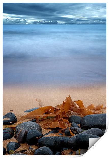 Beach Seaweed Print by Keith Thorburn EFIAP/b